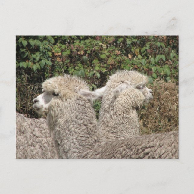 Postal Alpaca, Parque Llaviucu, Ecuador (Anverso)