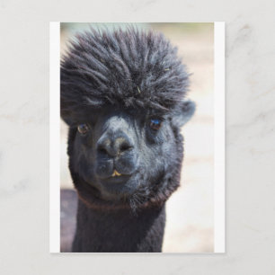 Postal Alpaca peruana con pelo loco