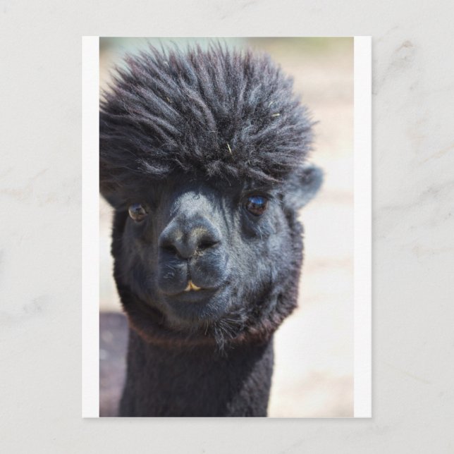 Postal Alpaca peruana con pelo loco (Anverso)
