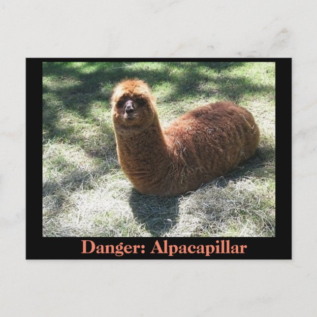 Postal Alpacapillar (Anverso)