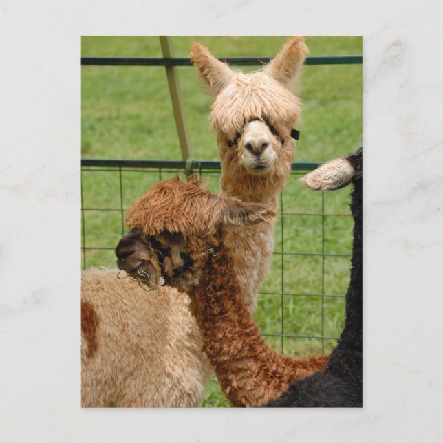 Postal Alpacas (Anverso)
