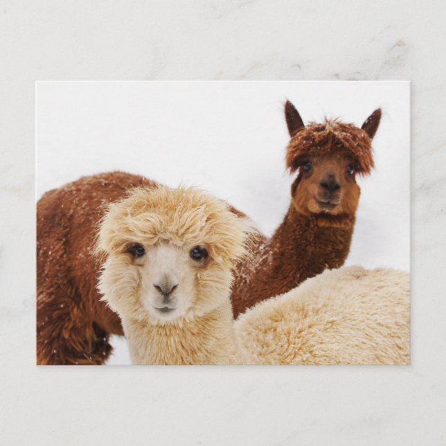 Postal Alpacas en foto de nieve (Anverso)