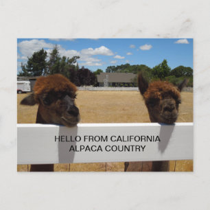 Postal Alpacas en Templeton, California