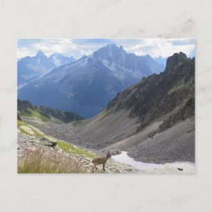 Postal Alpes franceses Chamonix ibex