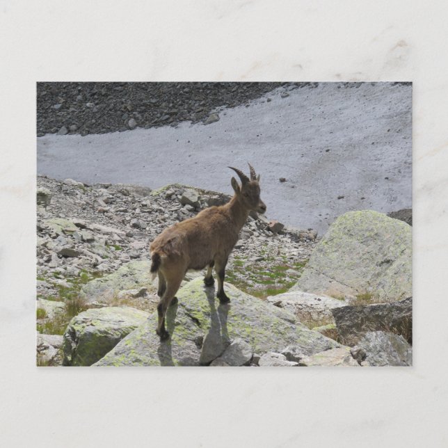 Postal Alpes franceses de Ibex Chamonix (Anverso)
