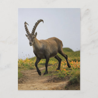 Postal Alpes silvestres macho, capra ibex o steinbock