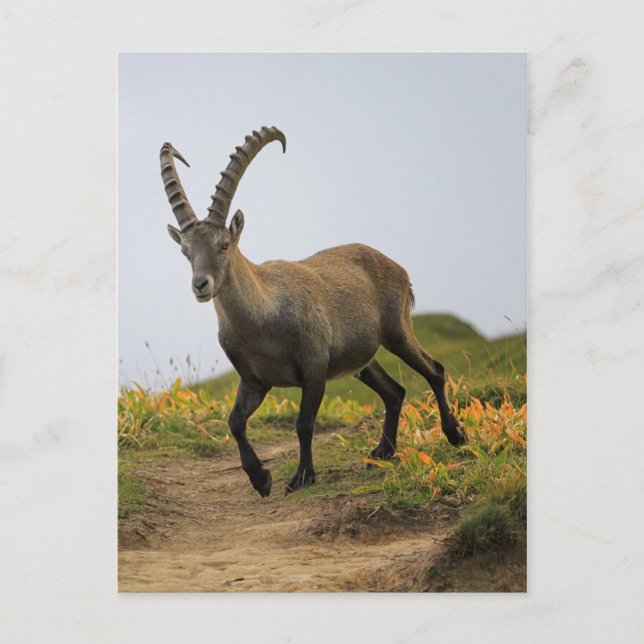 Postal Alpes silvestres macho, capra ibex o steinbock (Anverso)