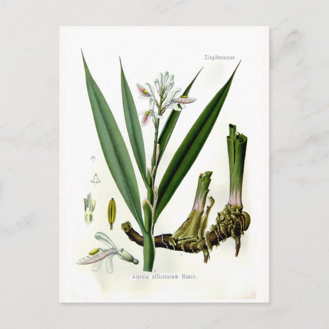 Postal Alpinia officinarum (Galangal) (Anverso)
