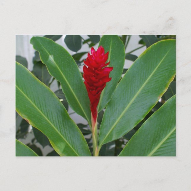 Postal Alpinia Purpurata, México (Anverso)