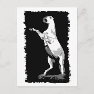 Postal Alquilar un Stallion andaluz