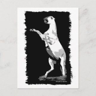 Postal Alquilar un Stallion andaluz