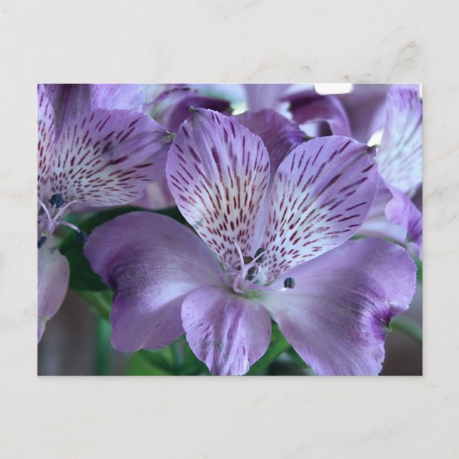 Postal Alstroemeria Lily (Anverso)