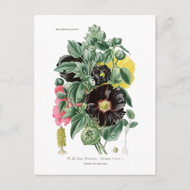 Postal Althaea rosea (Hollyhock) (Anverso)
