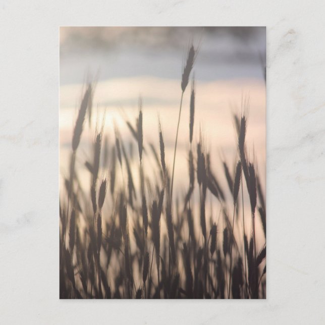 Postal Alto en aumento de centeno al atardecer (Anverso)