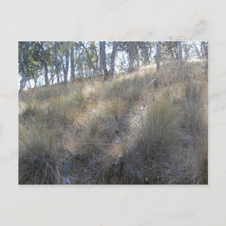 Postal Altura de invierno cerca de Livermore, CA