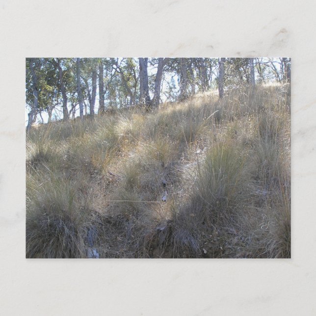 Postal Altura de invierno cerca de Livermore, CA (Anverso)