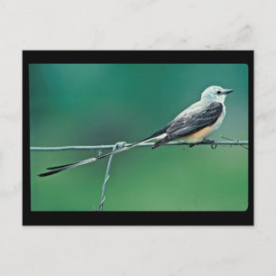 Postal Aluminio cisso