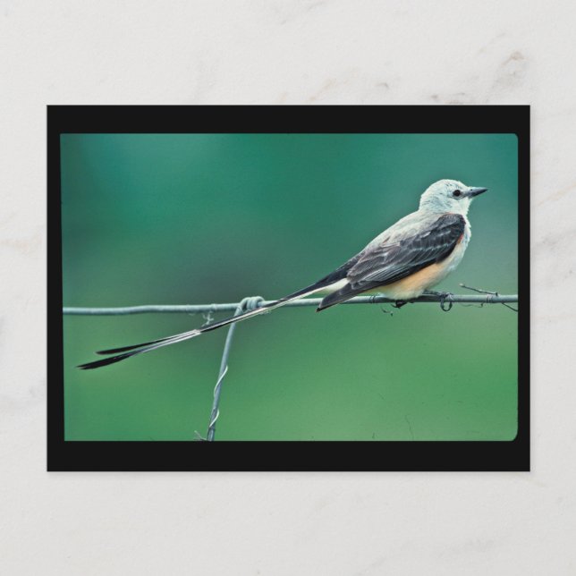 Postal Aluminio cisso (Anverso)