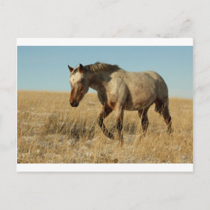 Postal Alumosa mare en las praderas