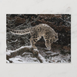 Postal Alza de cangrejo de leopardo de nieve