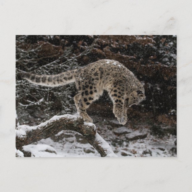 Postal Alza de cangrejo de leopardo de nieve (Anverso)