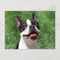Ama al perro de los cachorros de Boston que piensa