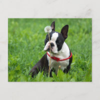 Ama al perro de los cachorros de Boston que piensa