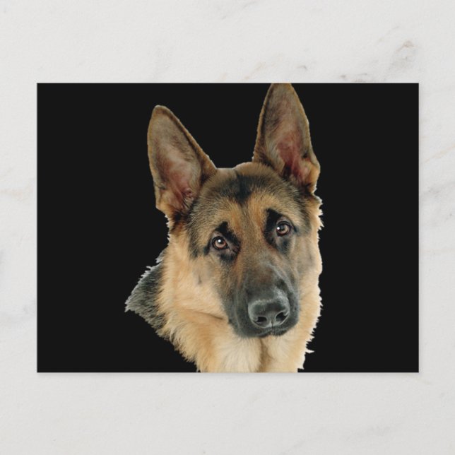 Postal Amado y protegido por un pastor alemán (Anverso)