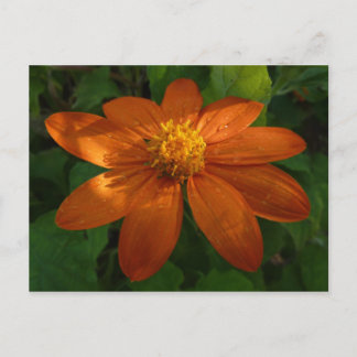Postal Amanecer en el Naranja floral mexicano del girasol