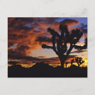 Postal Amanecer Espectacular en Joshua Tree Nacional