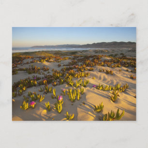 Postal Amanecer ilumina las dunas de arena y la higuera d