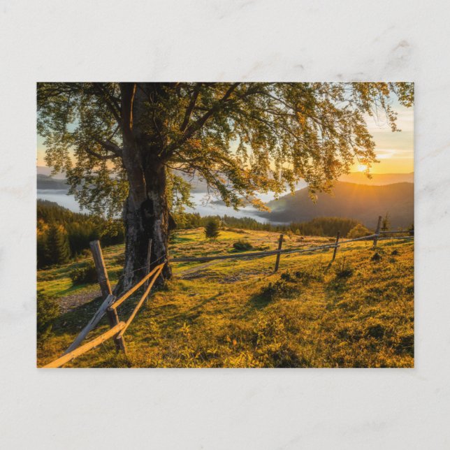 Postal Amanecer oxidado en un bosque (Anverso)