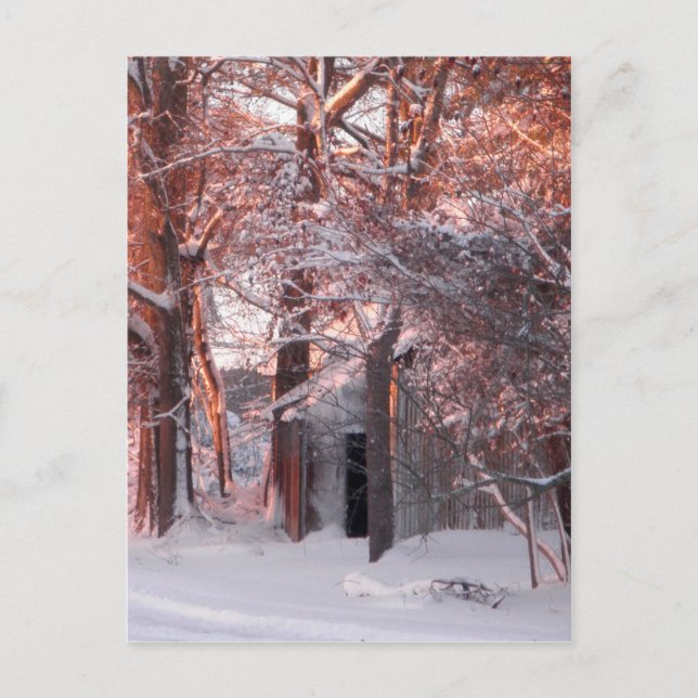 Postal Amanecer rosa en foto de invierno de nieve (Anverso)