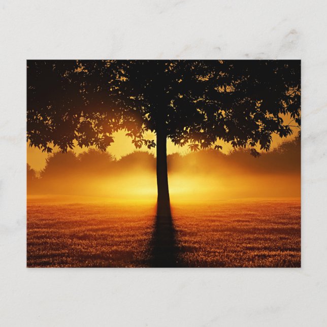 Postal Amanecer, silueta arbórea, (Anverso)