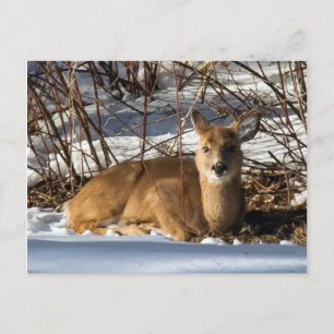 Postal Amanecer tendido sobre el césped