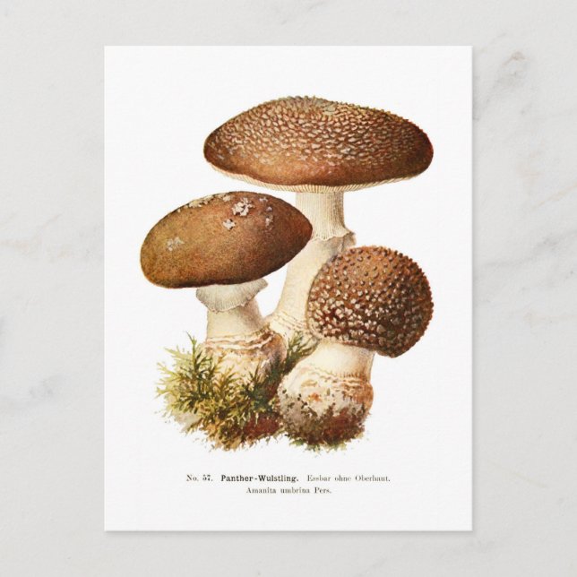 Postal Amanita agraina (Anverso)