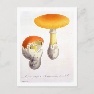 Postal Amanita Caesaria de 'Phytographie Medicale' de J.