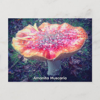 Postal Amanita Muscaria