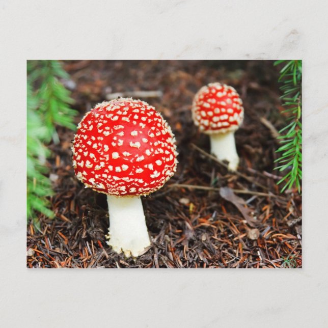 Postal Amanita muscaria (Anverso)