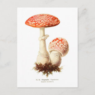 Postal Amanita muscaria