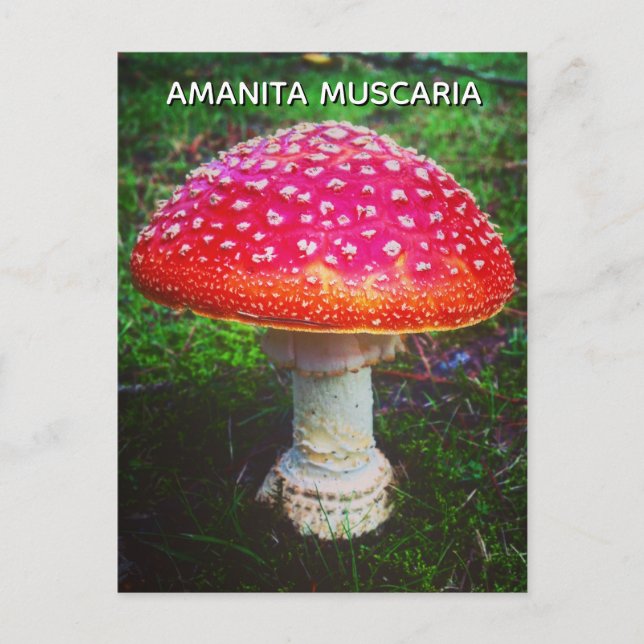 POSTAL AMANITA MUSCARIA (Anverso)