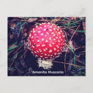 Postal Amanita Muscaria