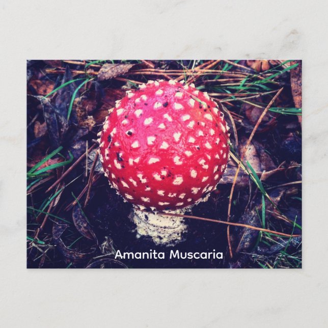 Postal Amanita Muscaria (Anverso)