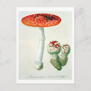 Postal Amanita Muscaria de 'Phytographie Medicale' por J.