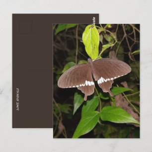 Postal amante de la mariposa