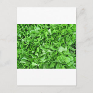 Postal amantes de la lechuga