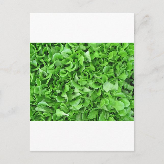 Postal amantes de la lechuga (Anverso)