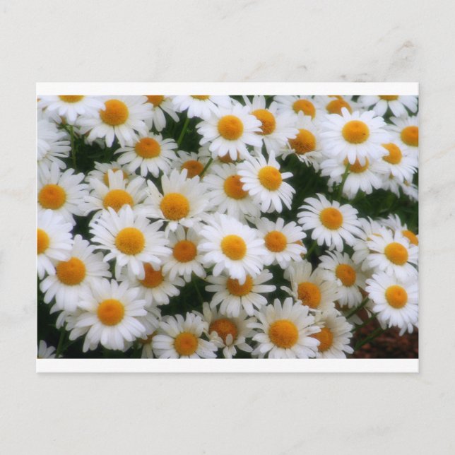 Postal Amantes de la margarita IMG_0066 (Anverso)