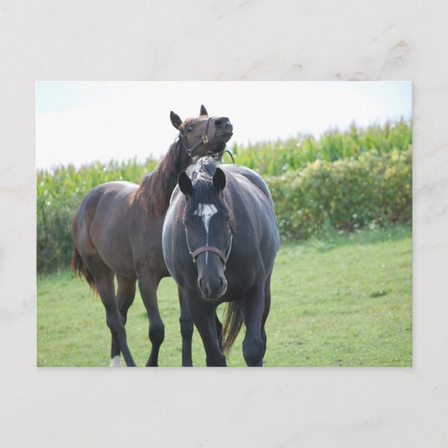 Postal Amantes de los caballos (Anverso)