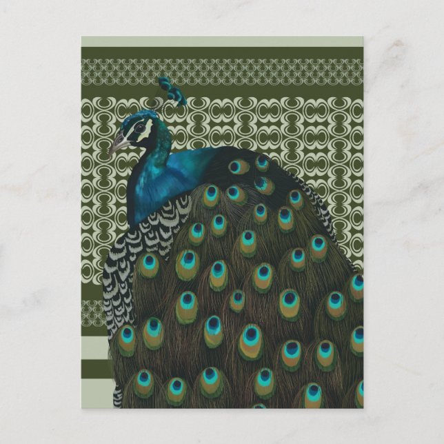 Postal Amantes elegantes del Pájaro Peacock (Anverso)